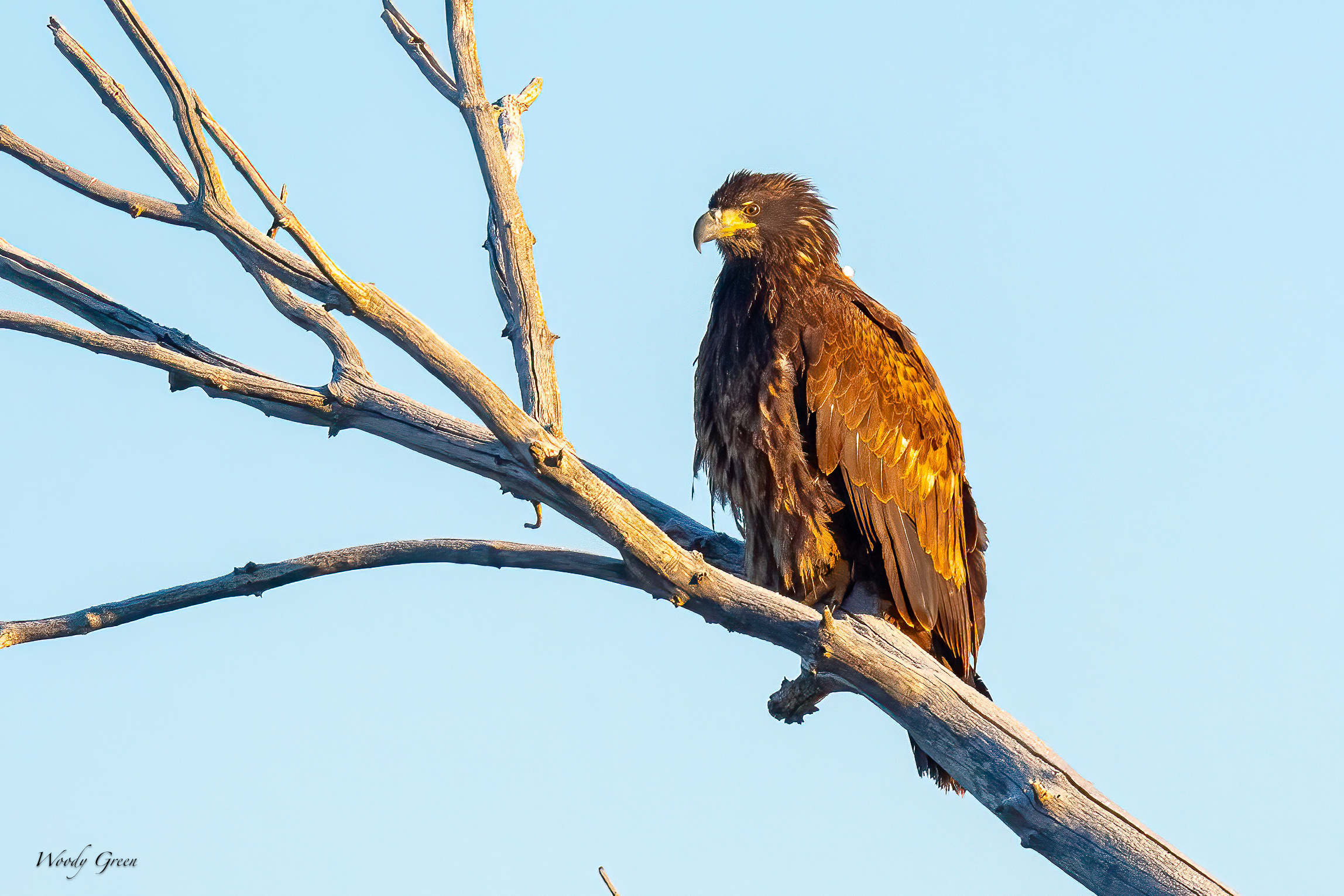 EaglePerched-461.jpg