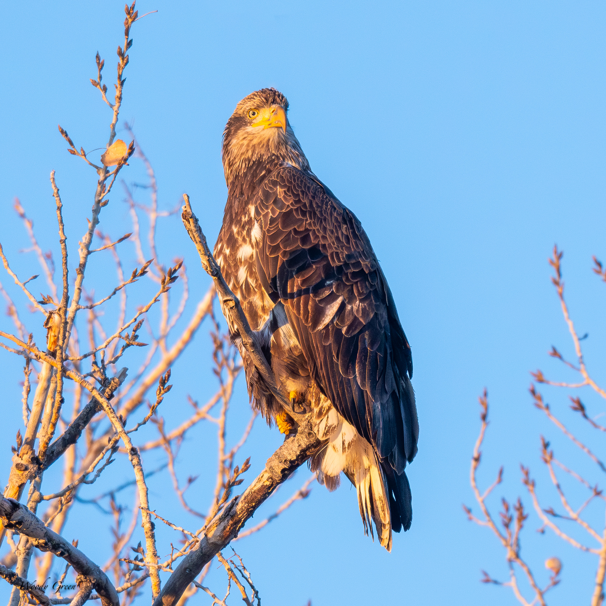 EaglePerched-463.jpg