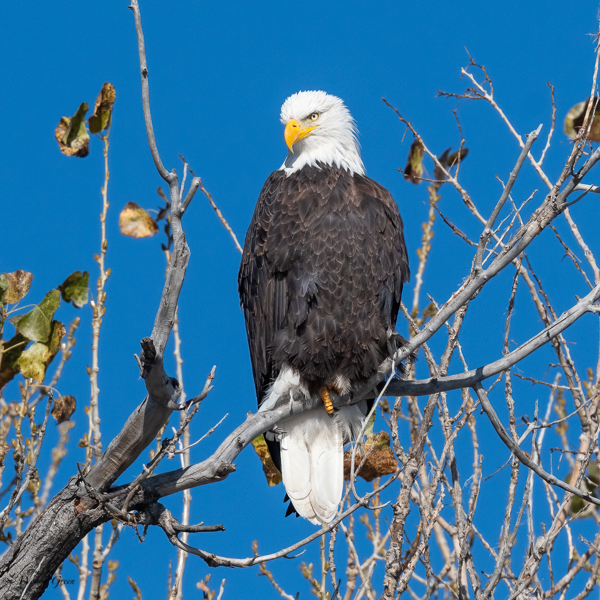 EaglePerched-82.jpg