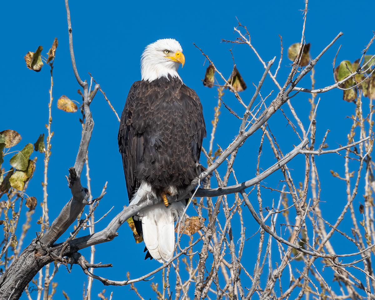 EaglePerched-83.jpg