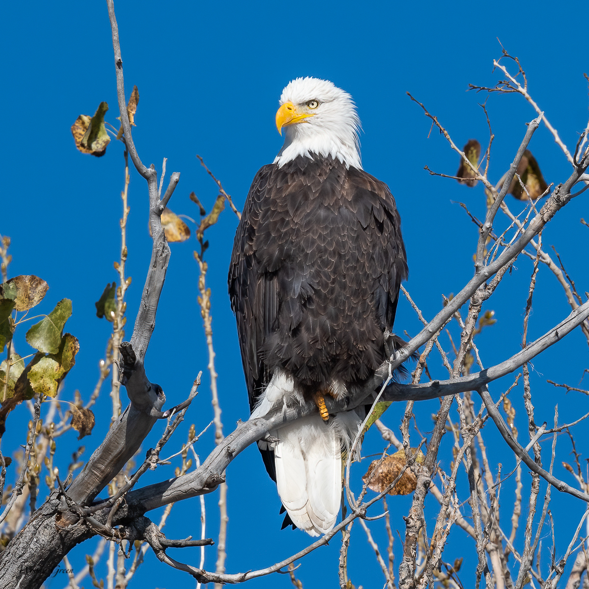EaglePerched-84.jpg