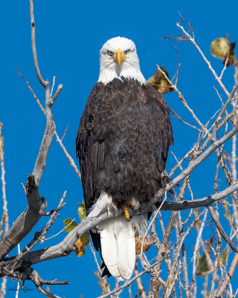 EaglePerched-85.jpg