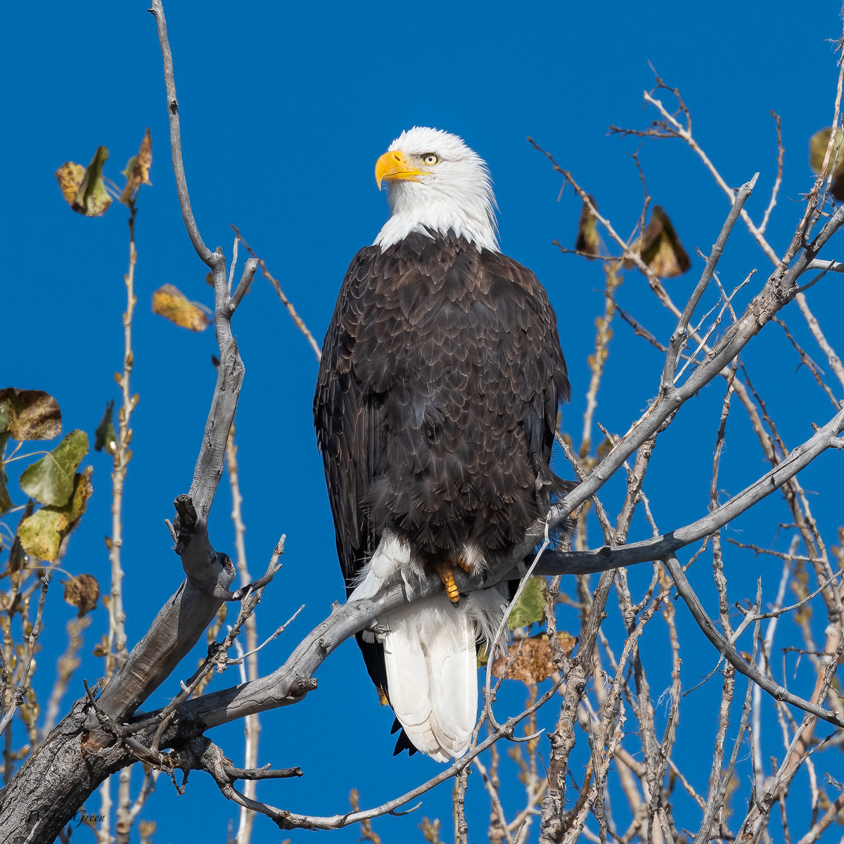 EaglePerched-86.jpg