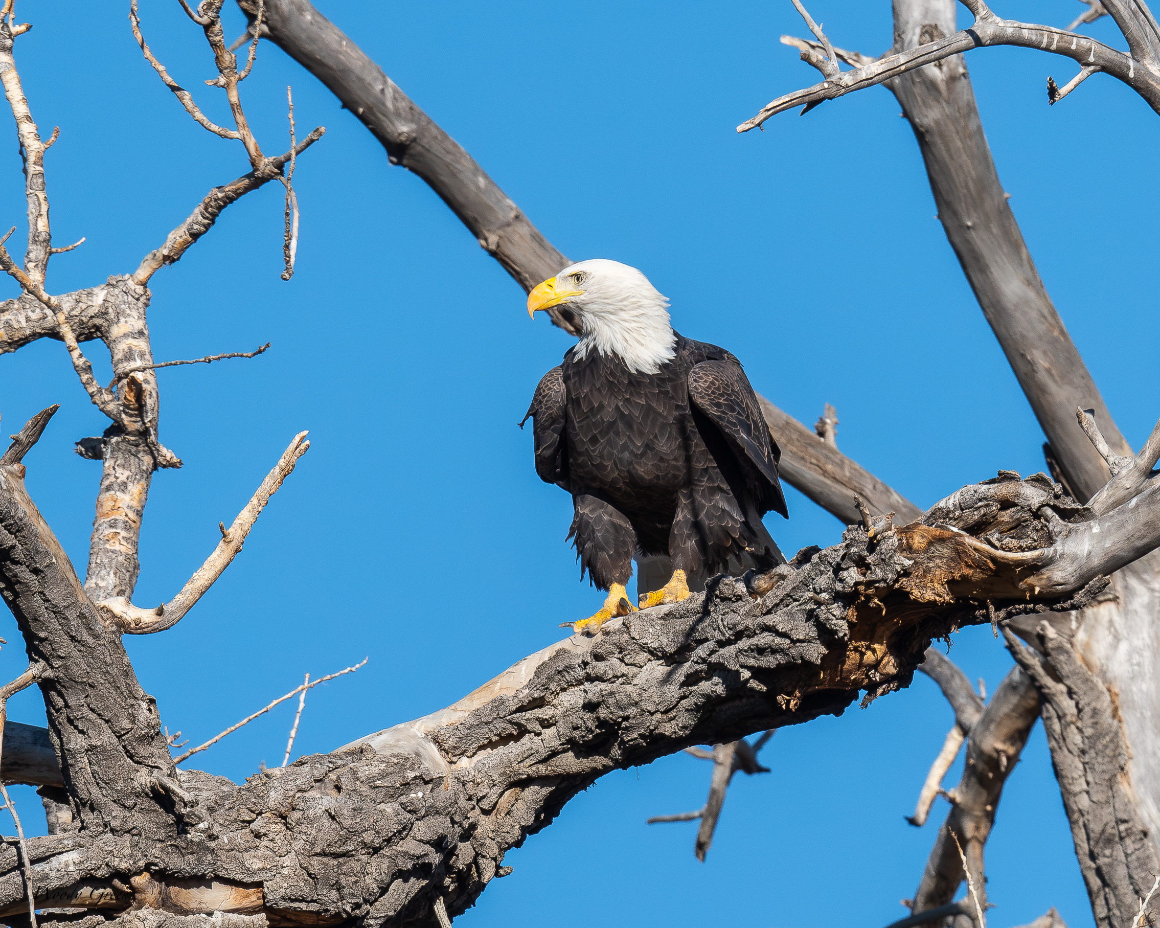 EagleSequence-759.jpg