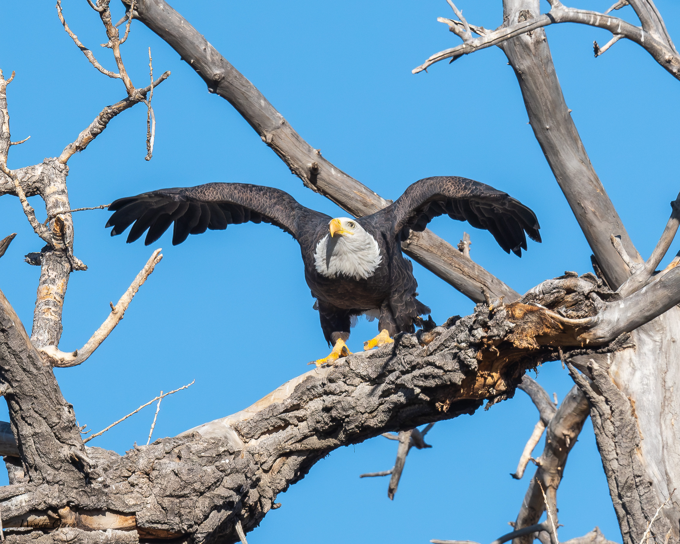 EagleSequence-760.jpg
