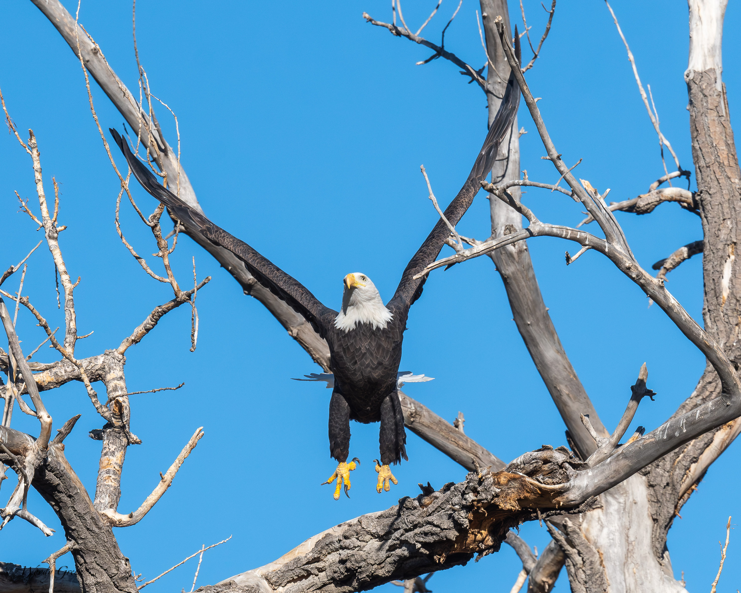 EagleSequence-761.jpg