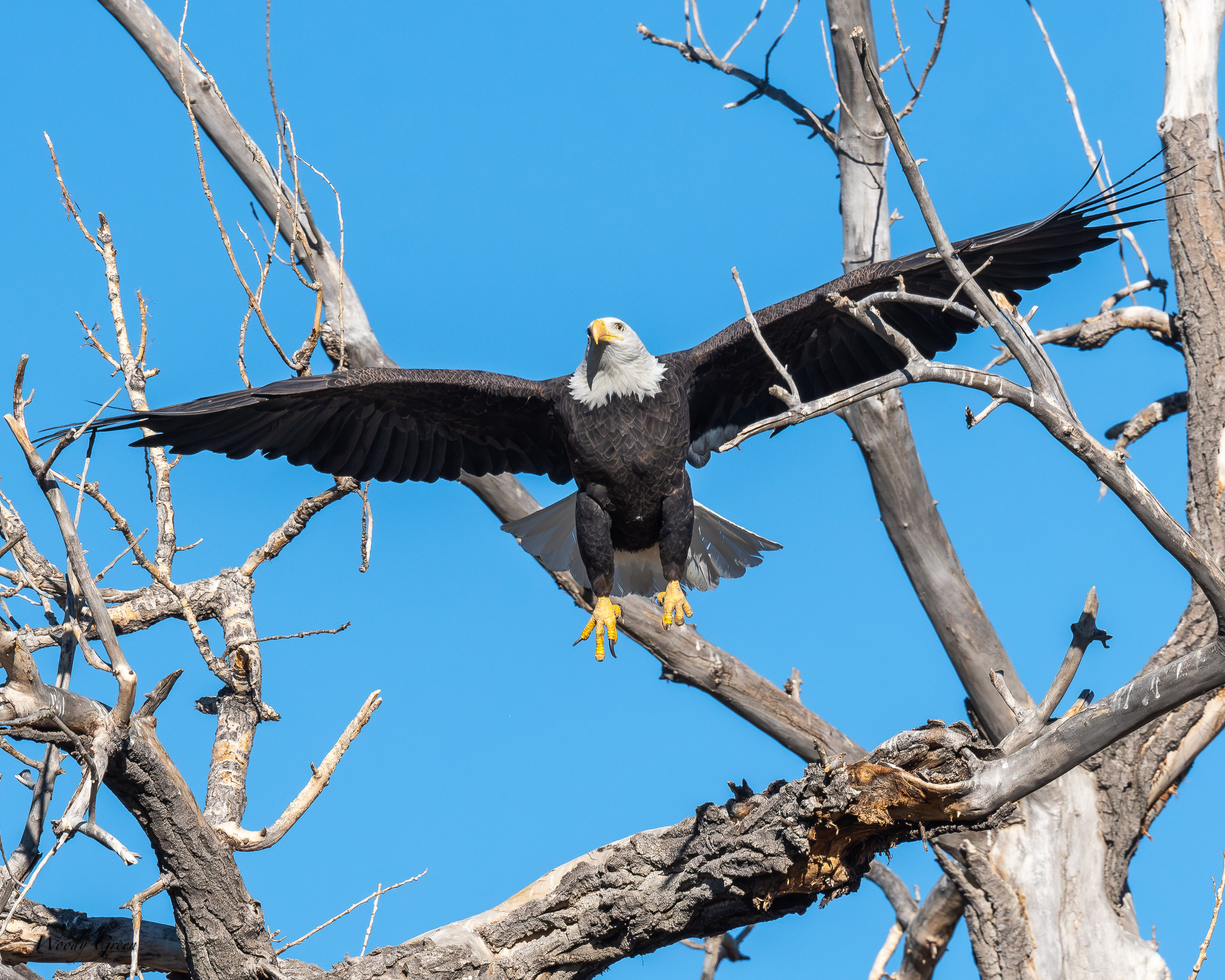 EagleSequence-762.jpg