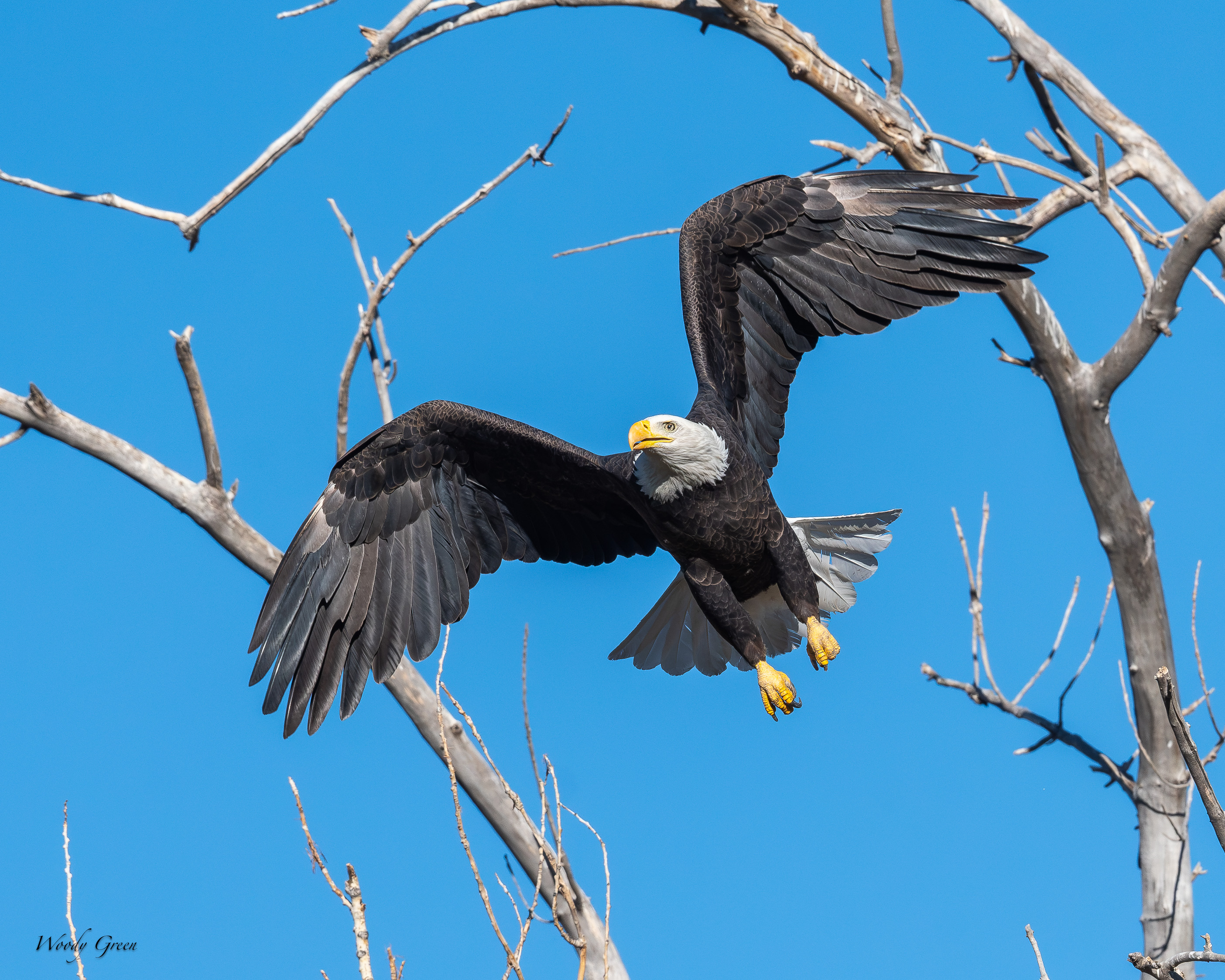 EagleSequence-763.jpg