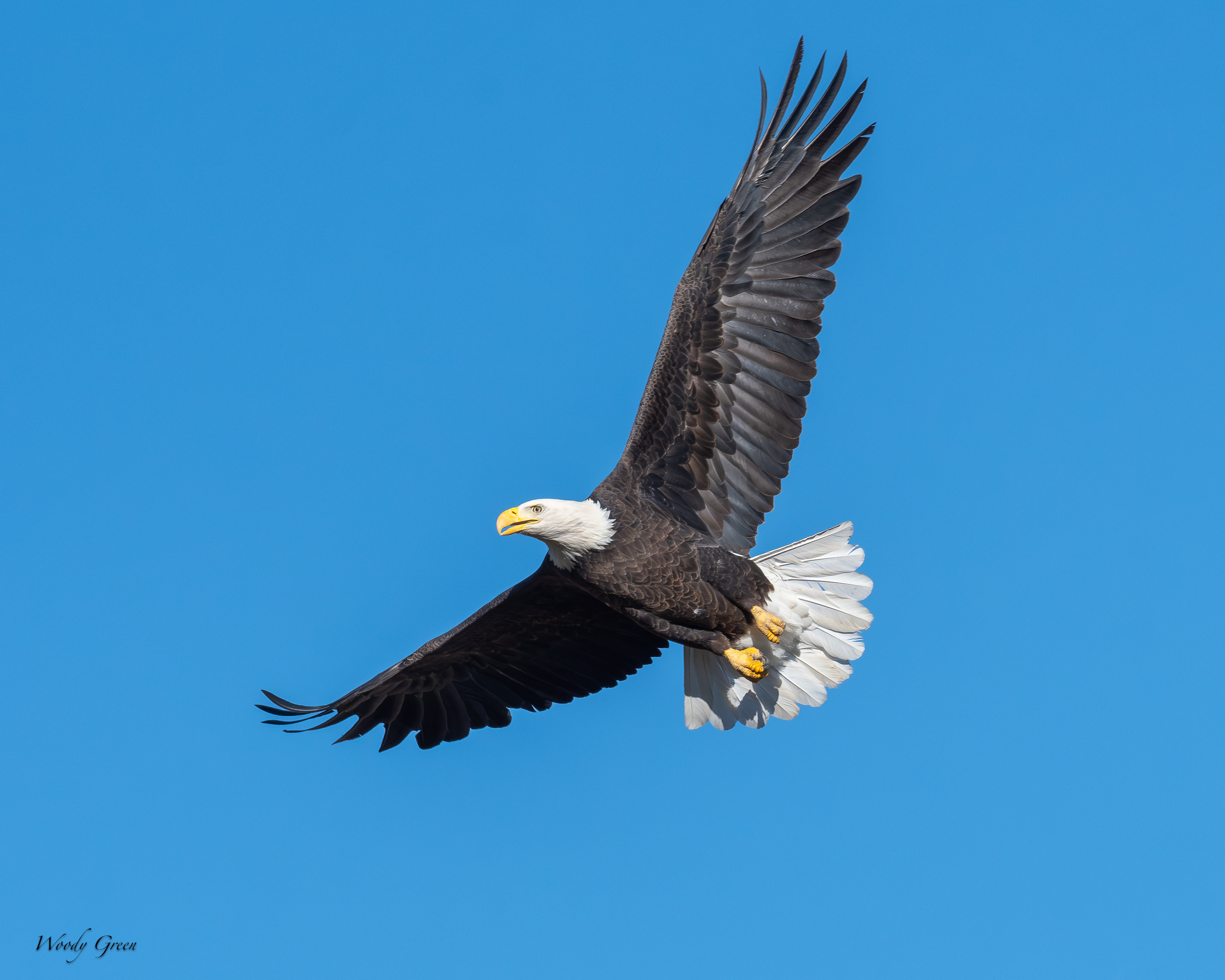 EagleSequence-765.jpg