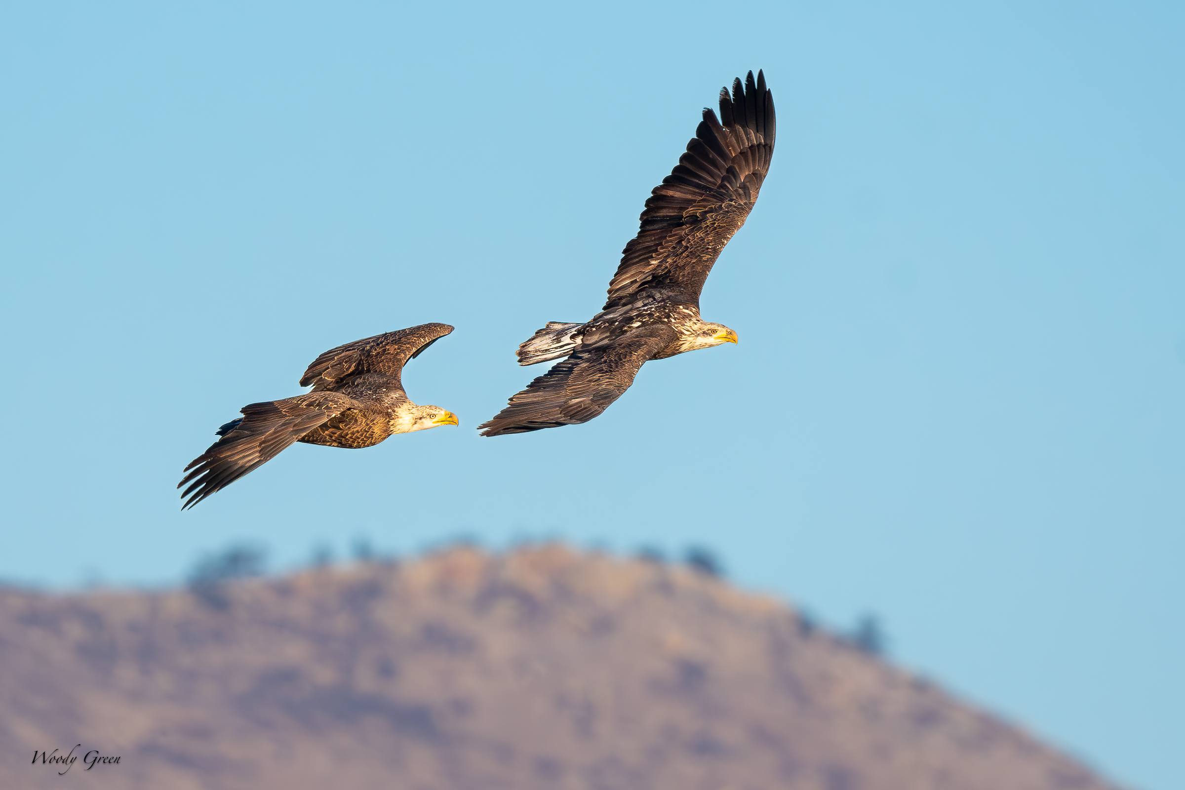 EaglesFlightBig-460.jpg