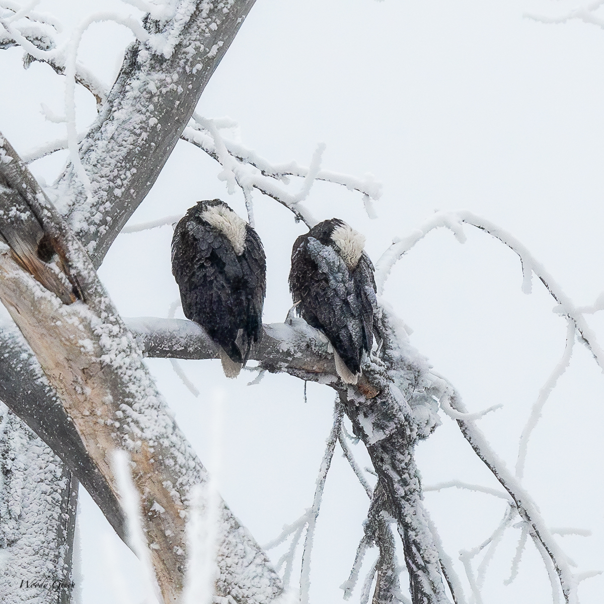 EaglesSleeping-3.jpg