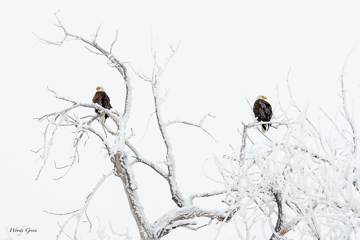 EaglesSnowTree-3.jpg