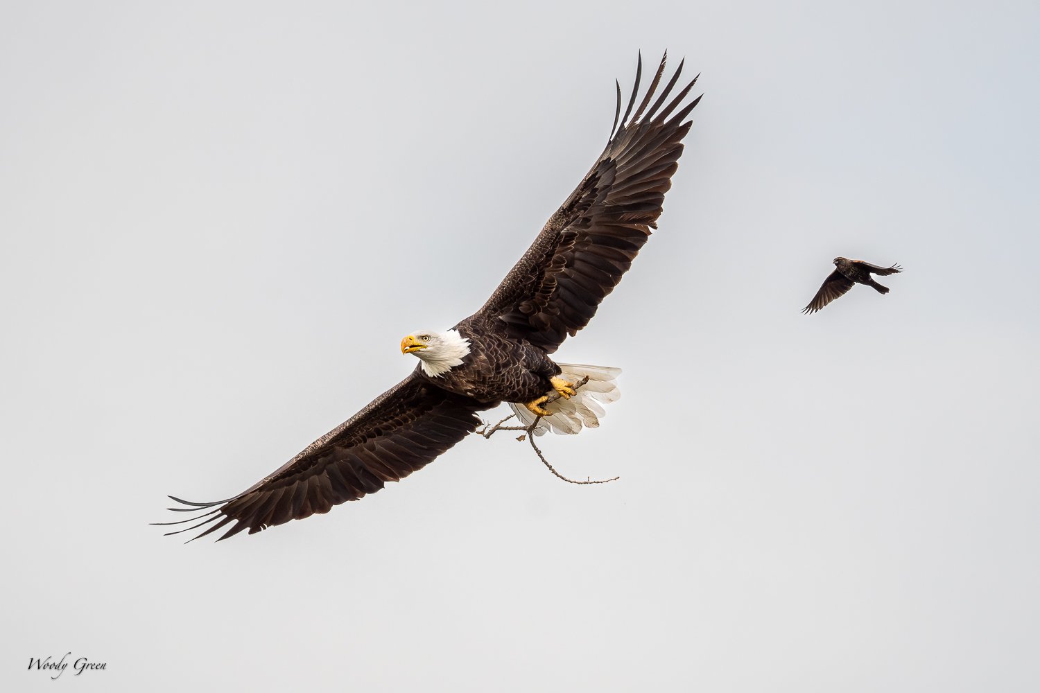 EagleStickRWBB-415.jpg