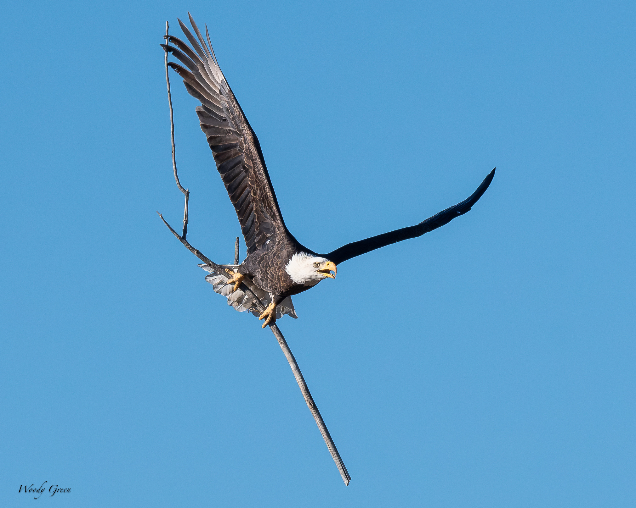 EagleSticks-759.jpg
