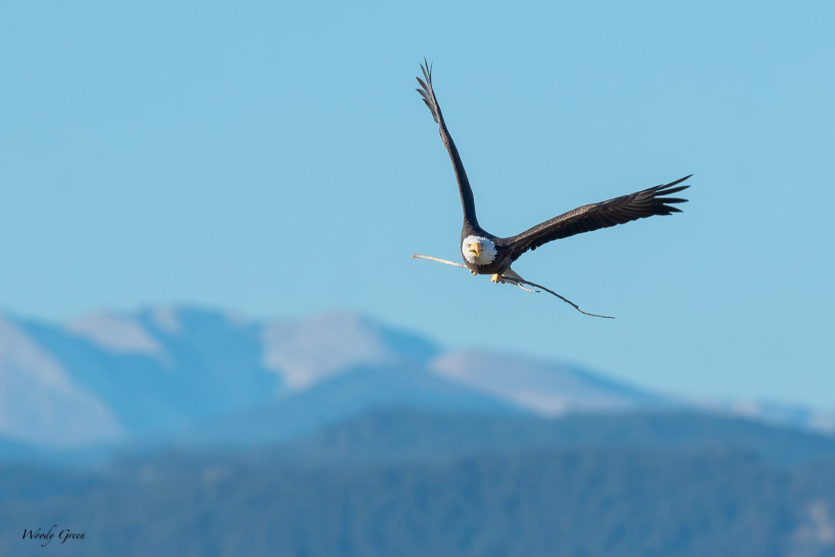 EagleSticks-760.jpg