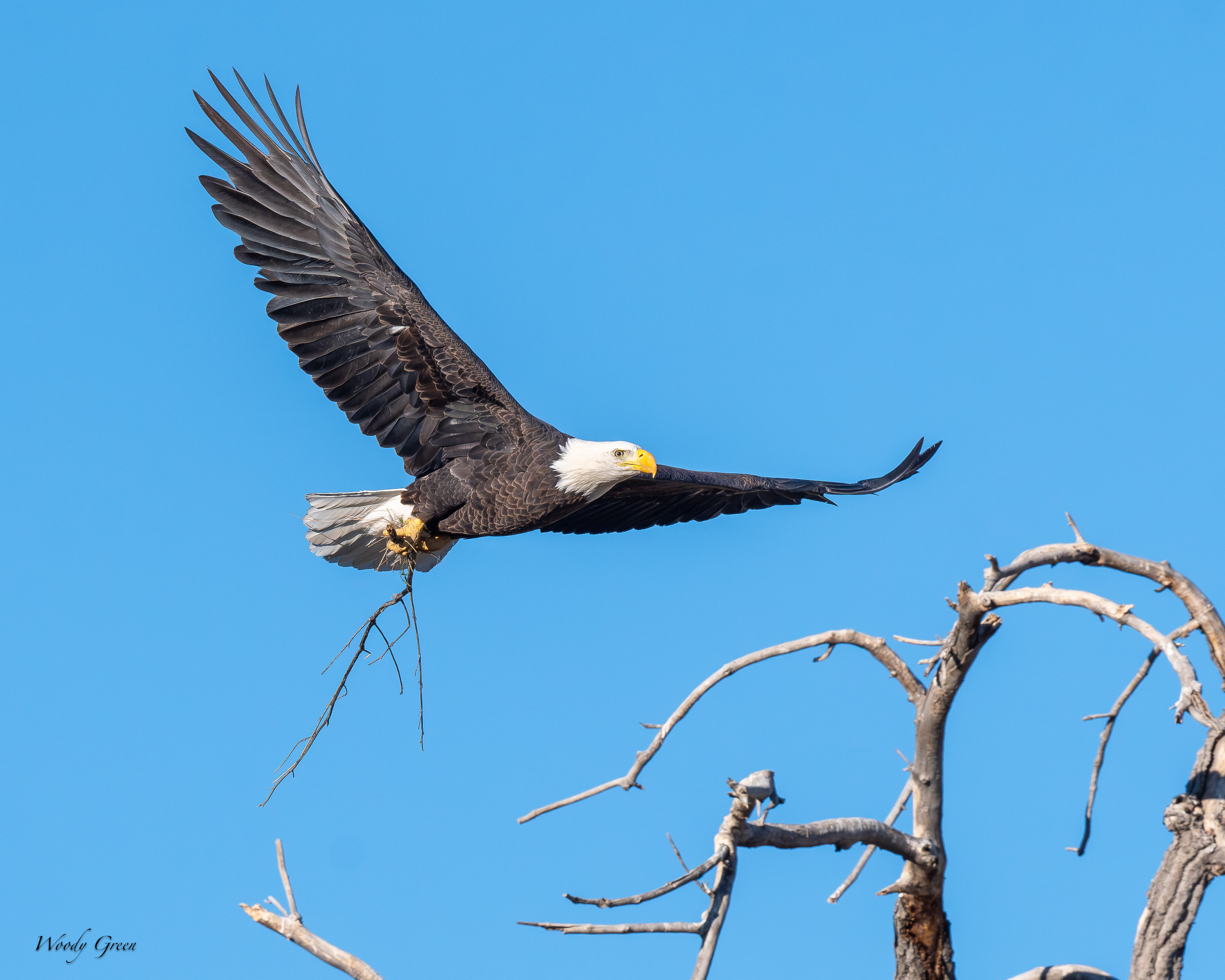 EagleSticks-761.jpg