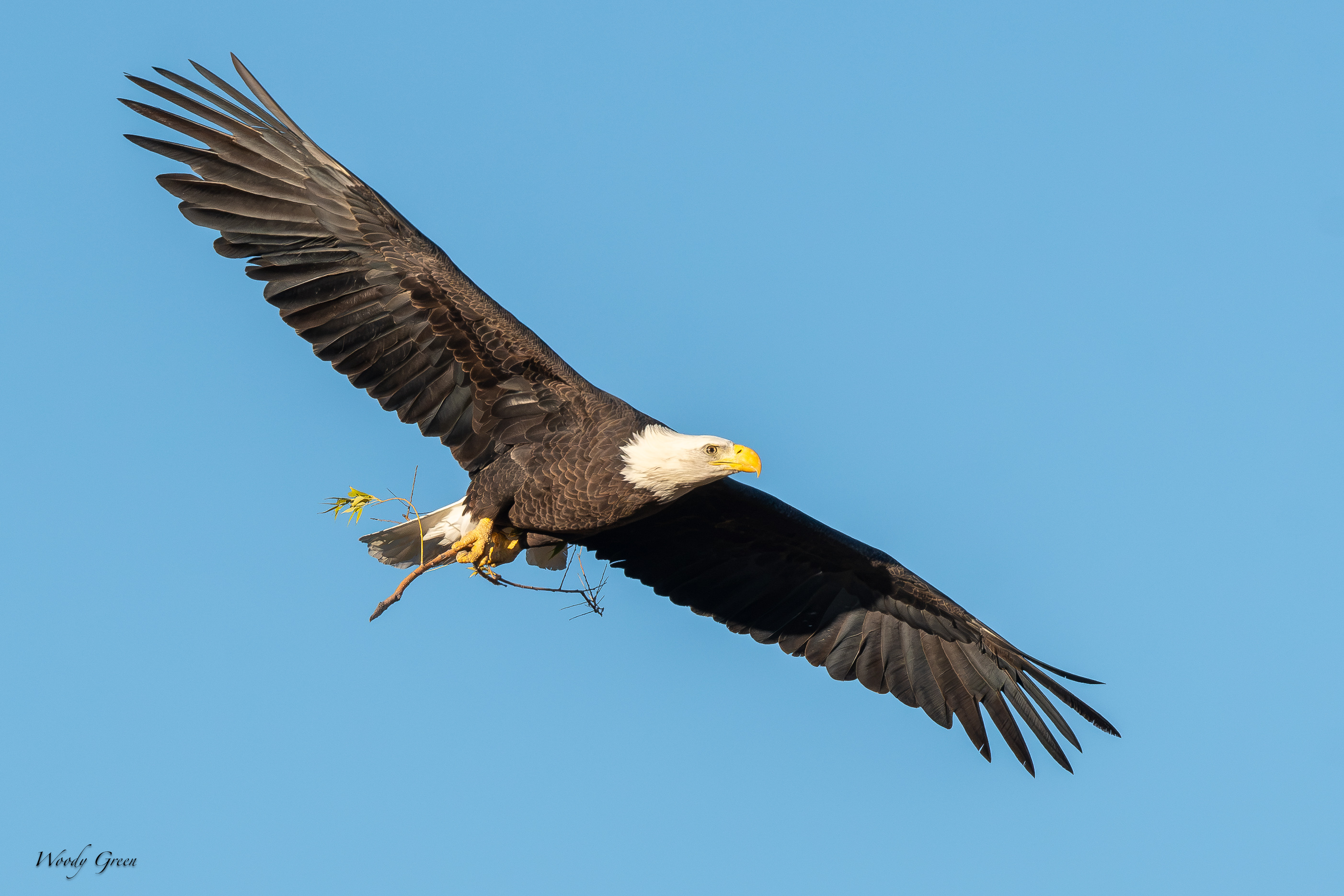 EagleSticks-762.jpg