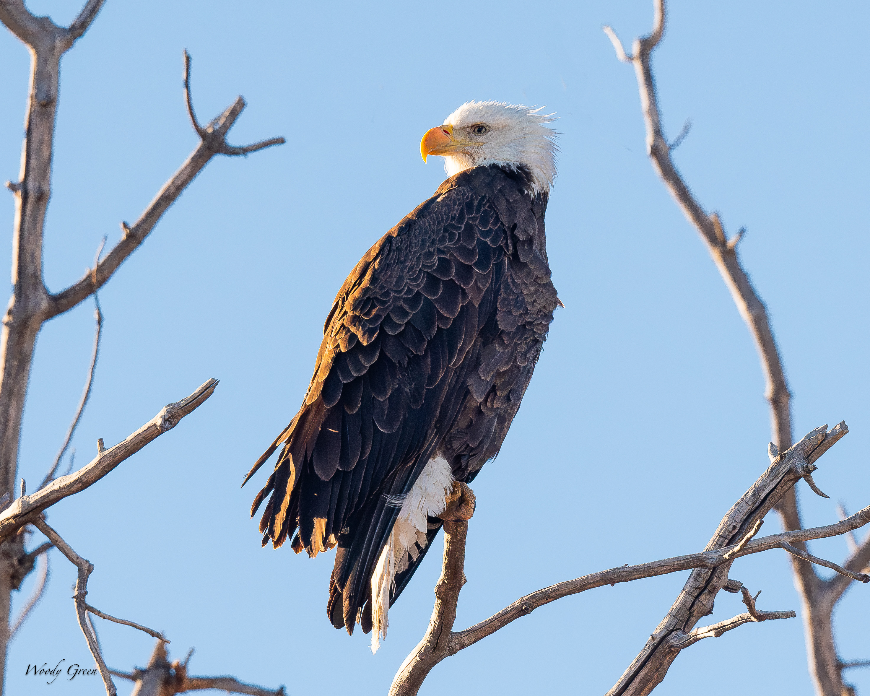 EagleSunrisePerched-20.jpg
