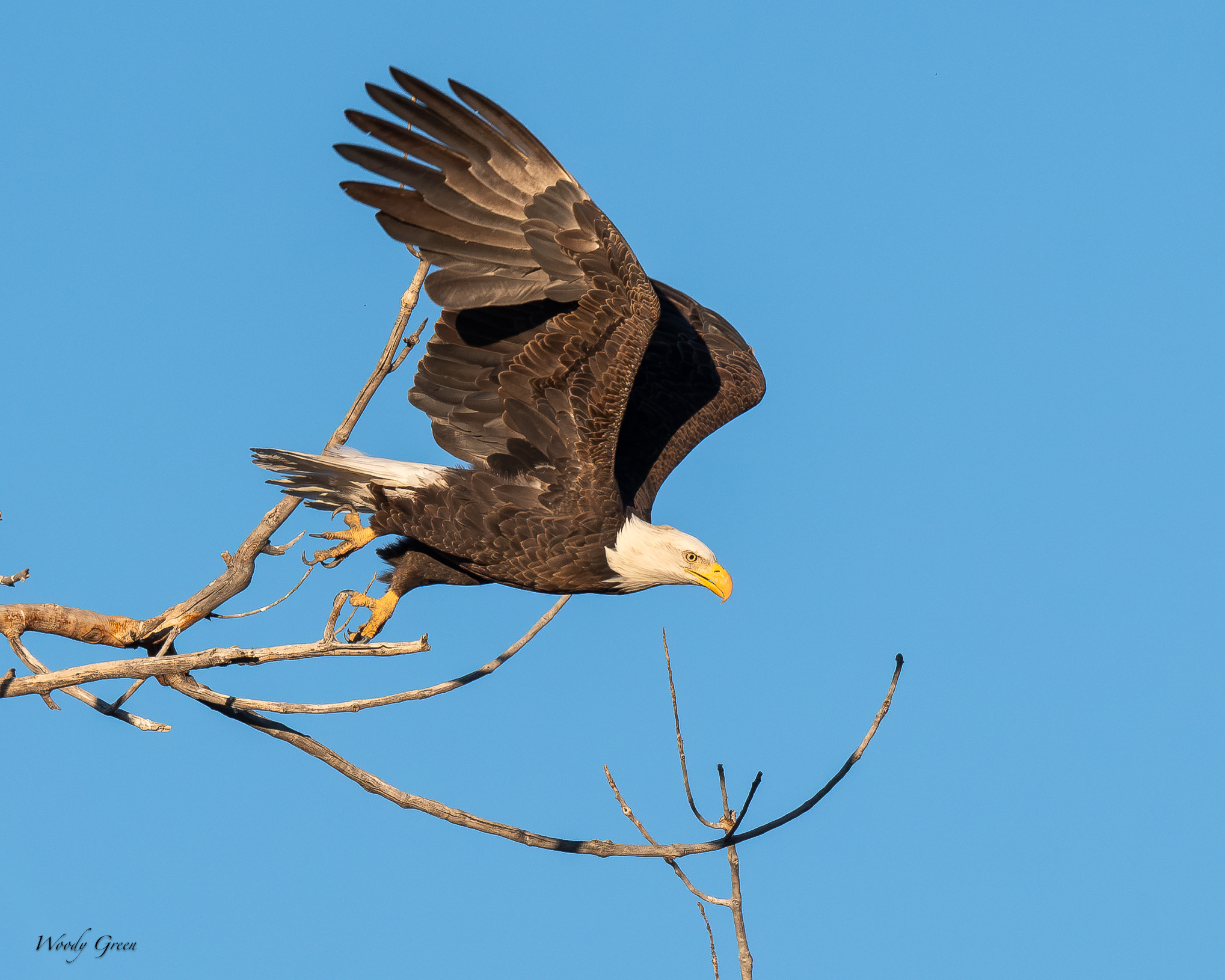 EagleTakeoff-755.jpg