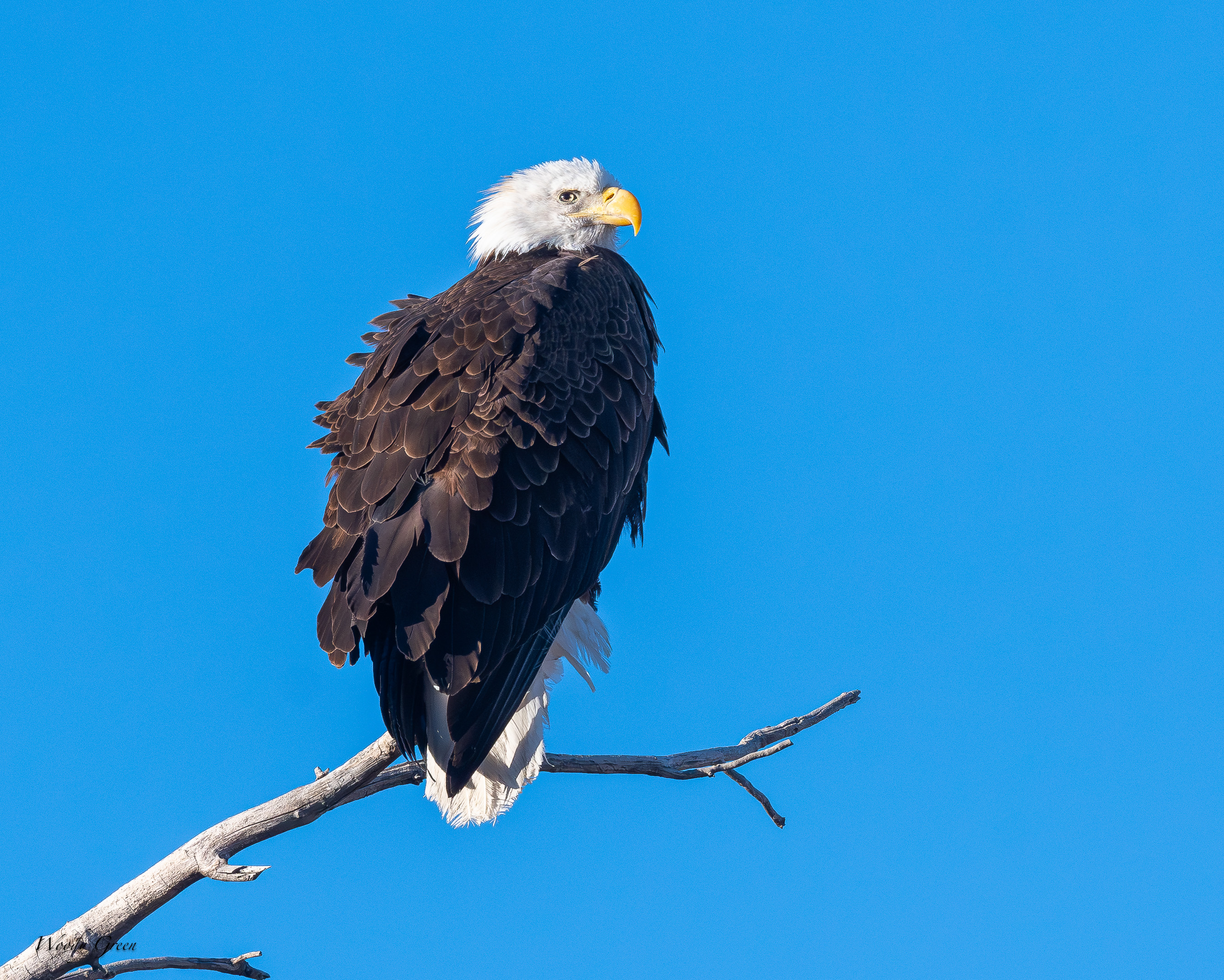 EagleWindblown-44.jpg