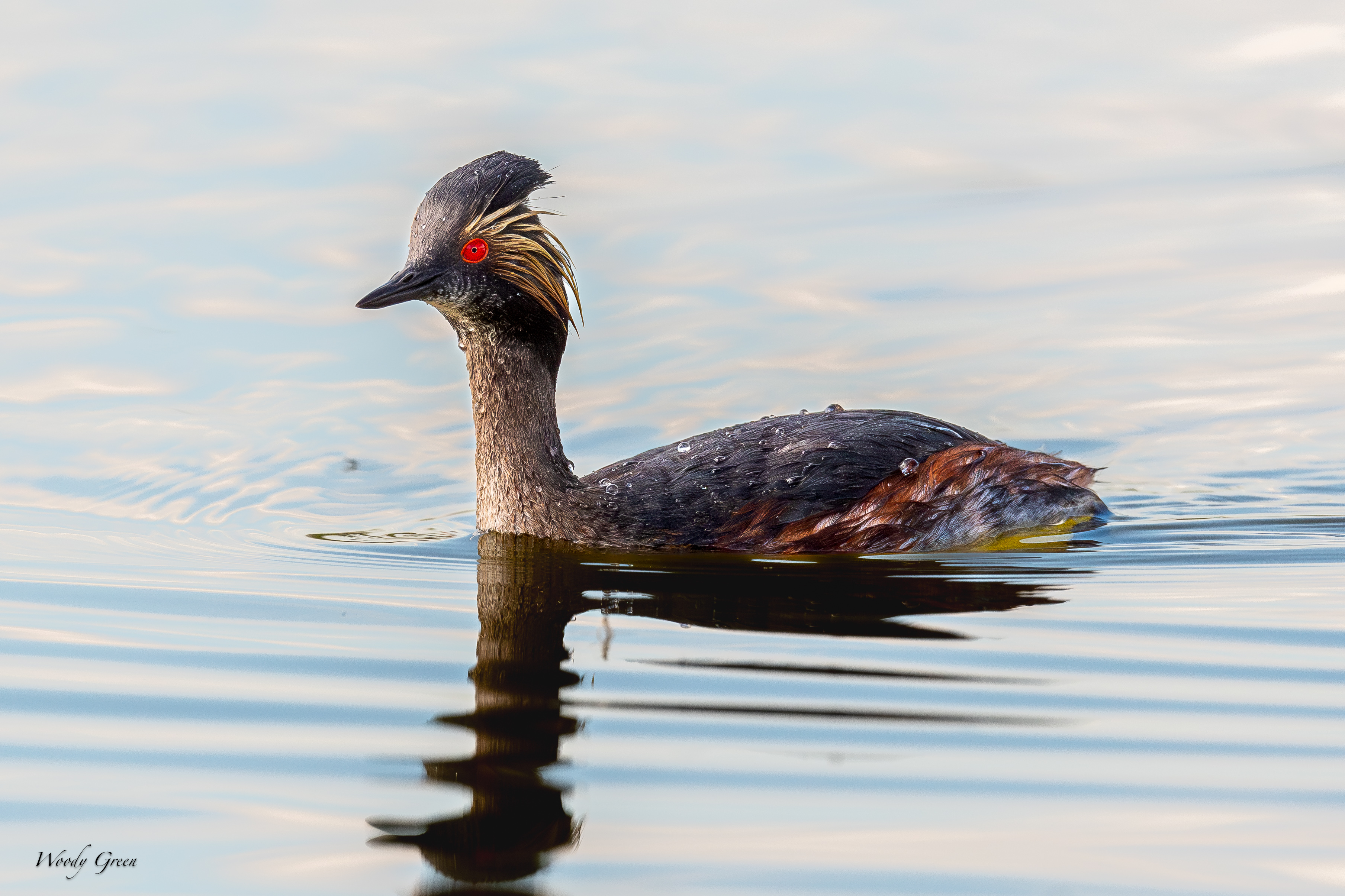 EaredGrebe-10.jpg