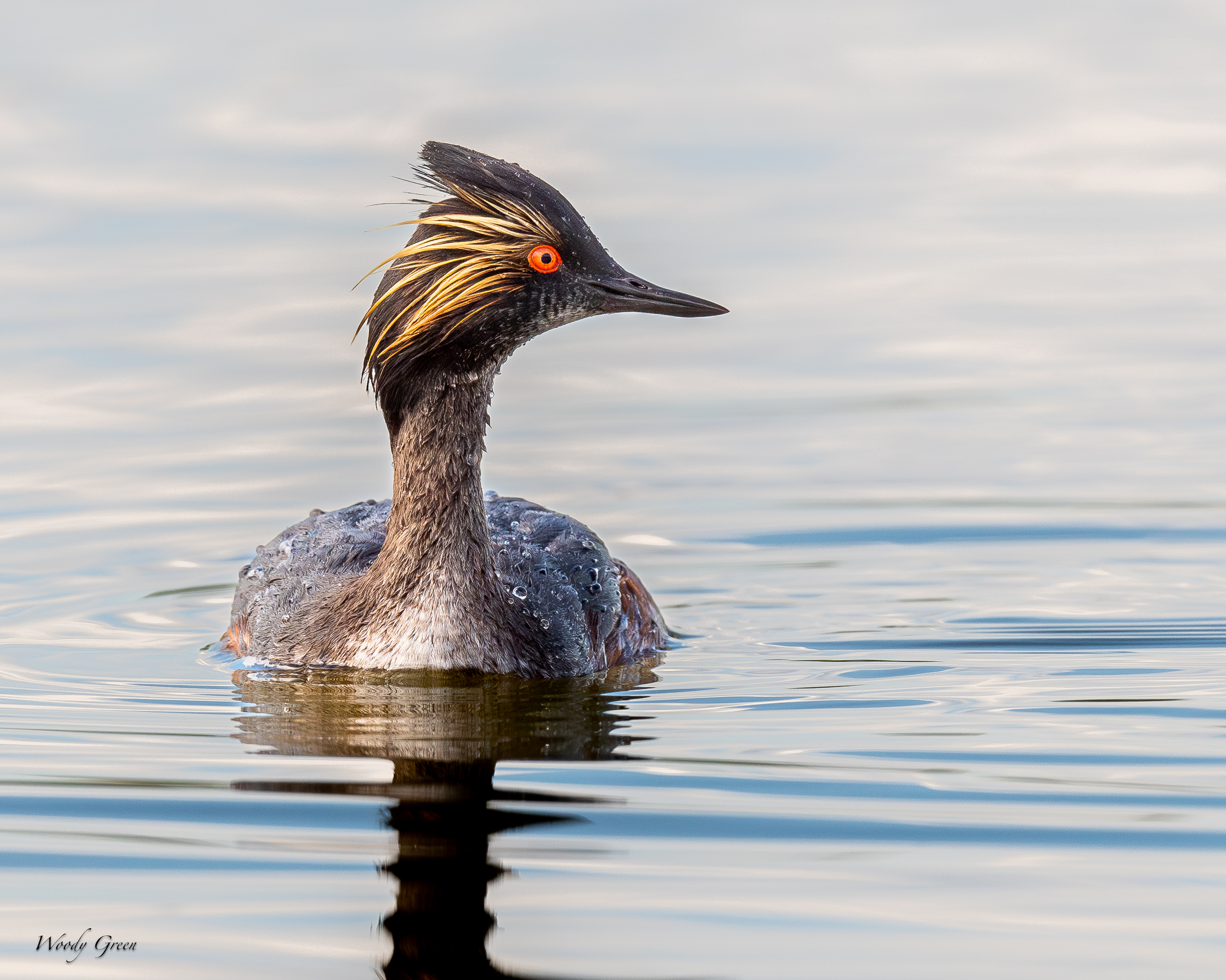 EaredGrebe-11.jpg