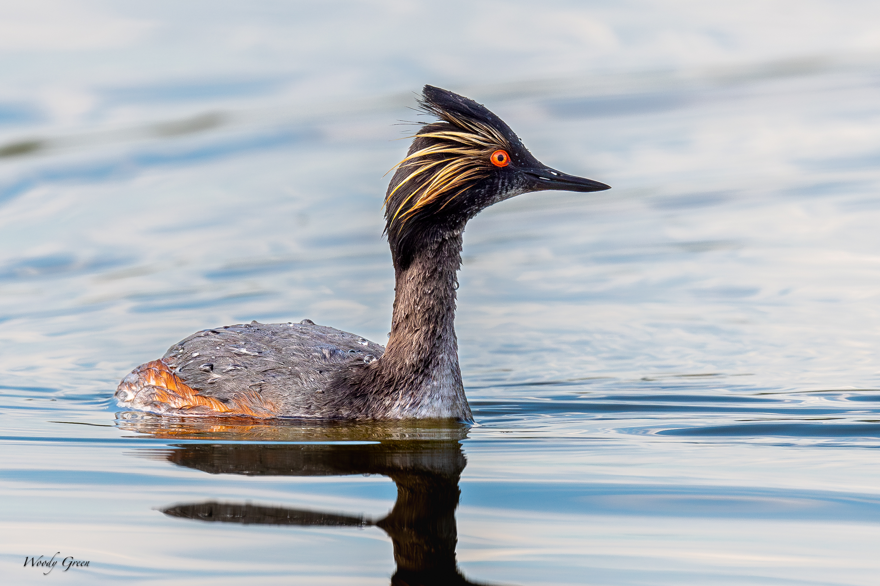 EaredGrebe-12.jpg