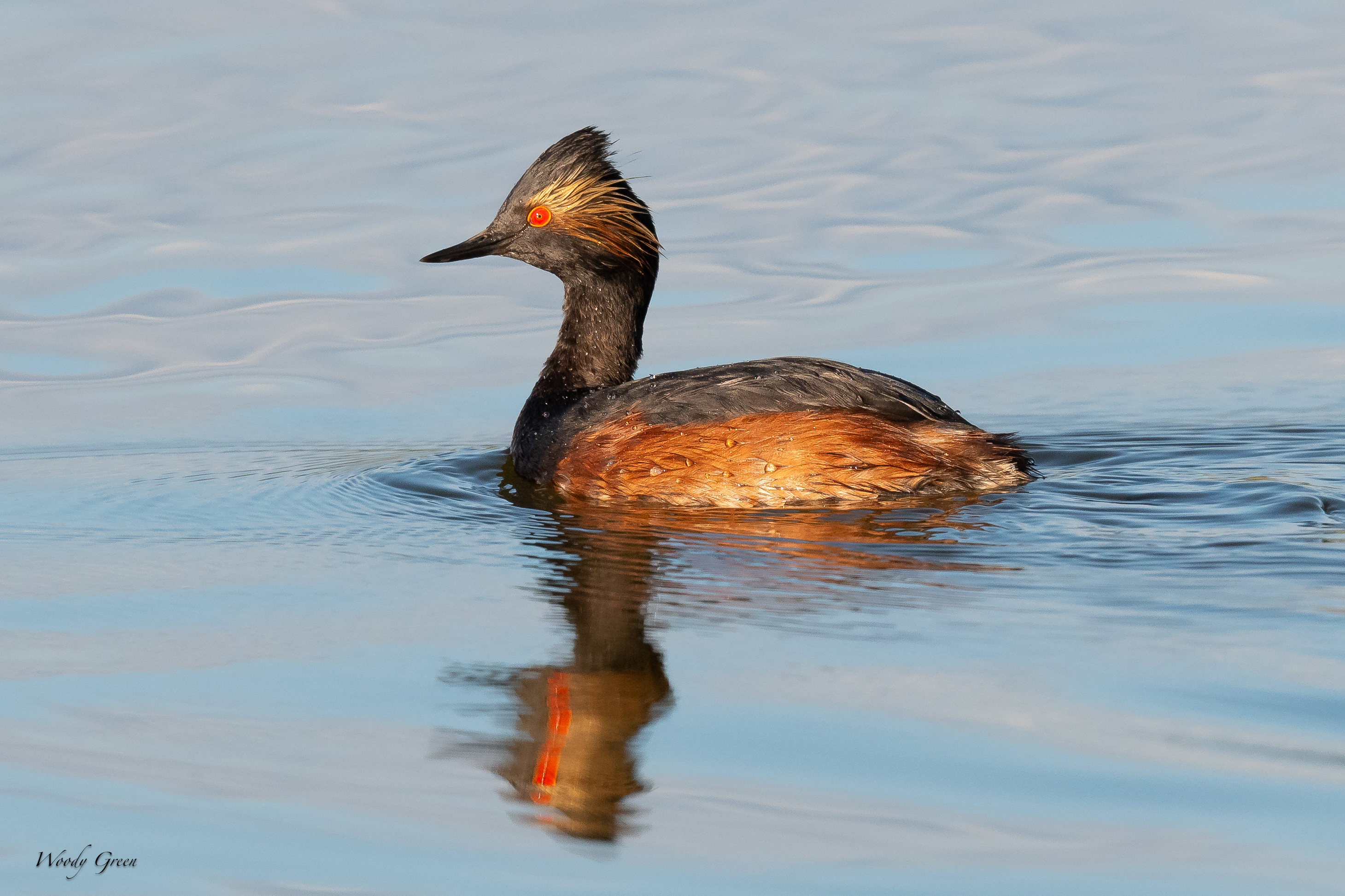 EaredGrebe-13.jpg