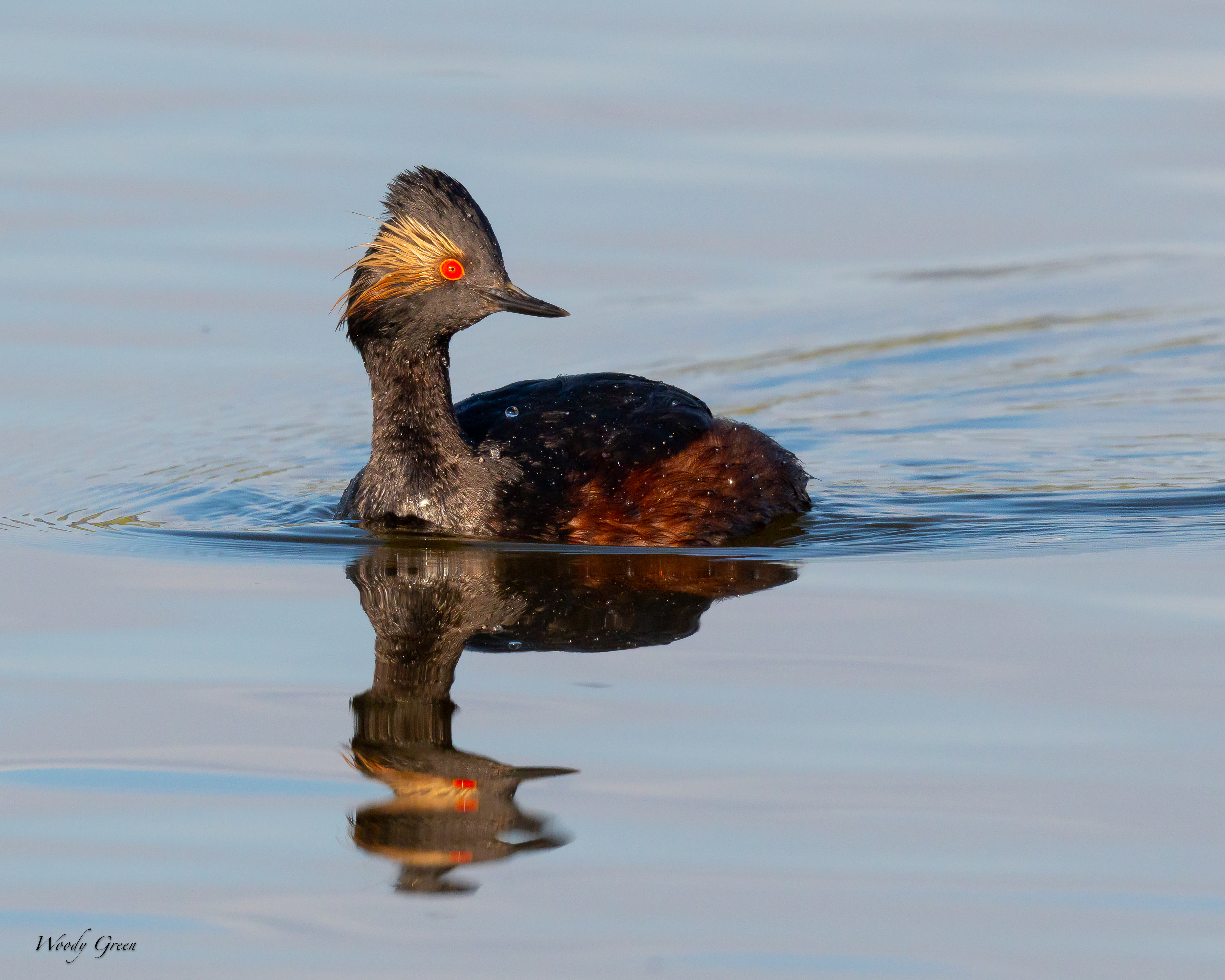 EaredGrebe-14.jpg