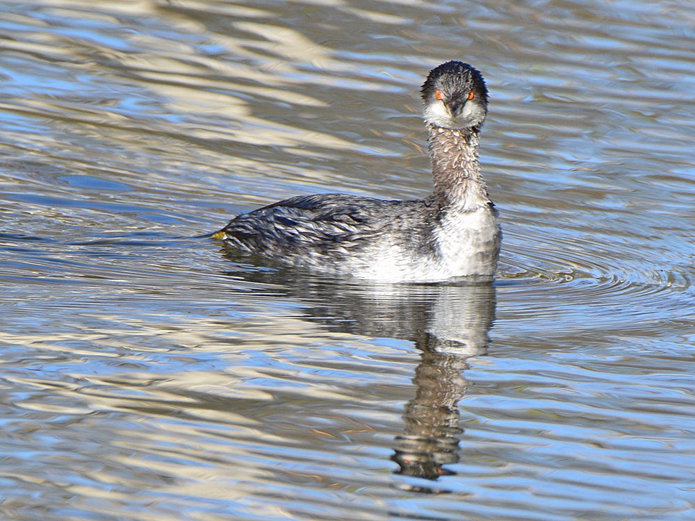 EaredGrebe.jpg