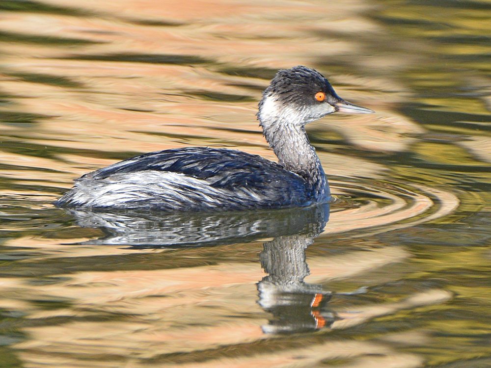 EaredGrebe4.jpg