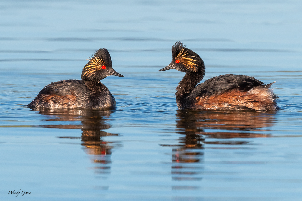 EaredGrebes-18.jpg