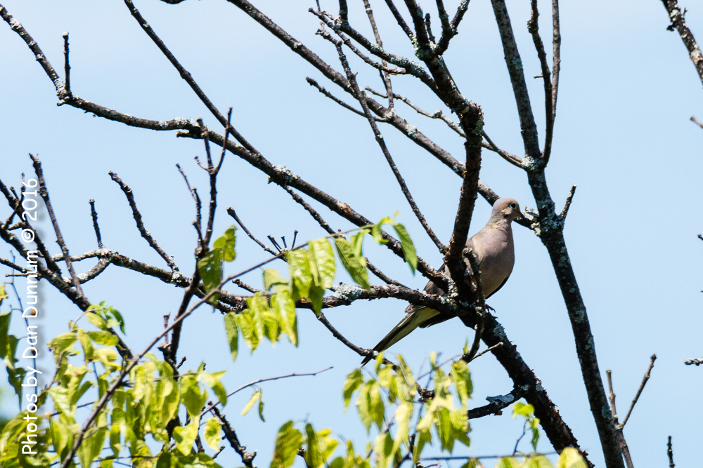 Early Afternoon Birds-2156.jpg