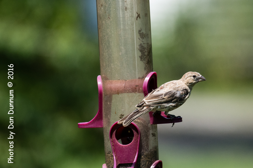 Early Afternoon Birds-2180.jpg