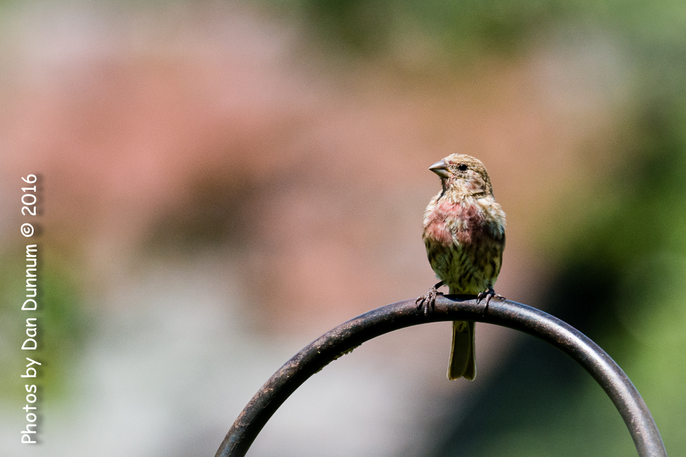 Early Afternoon Birds-2201.jpg