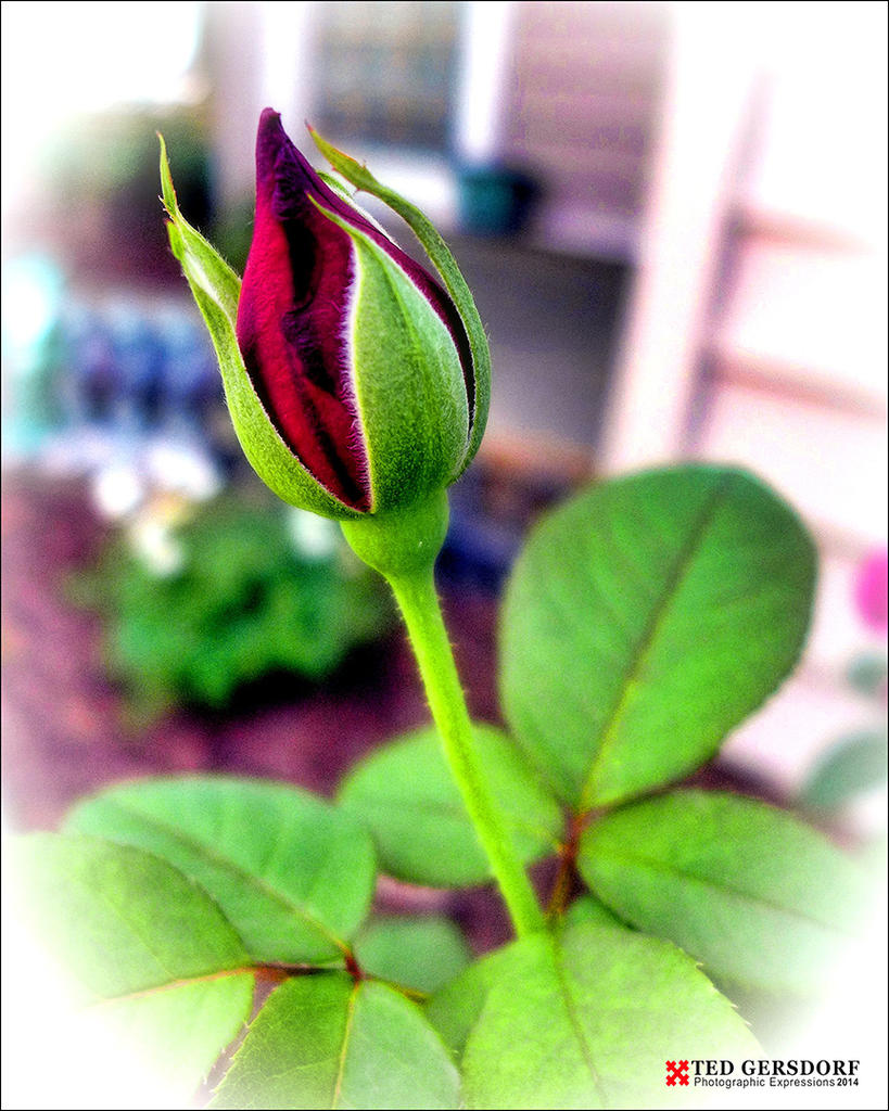 Early Rose.jpg