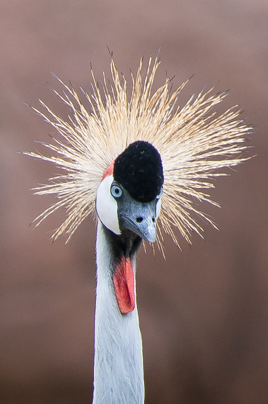 east african crowned crane.jpg