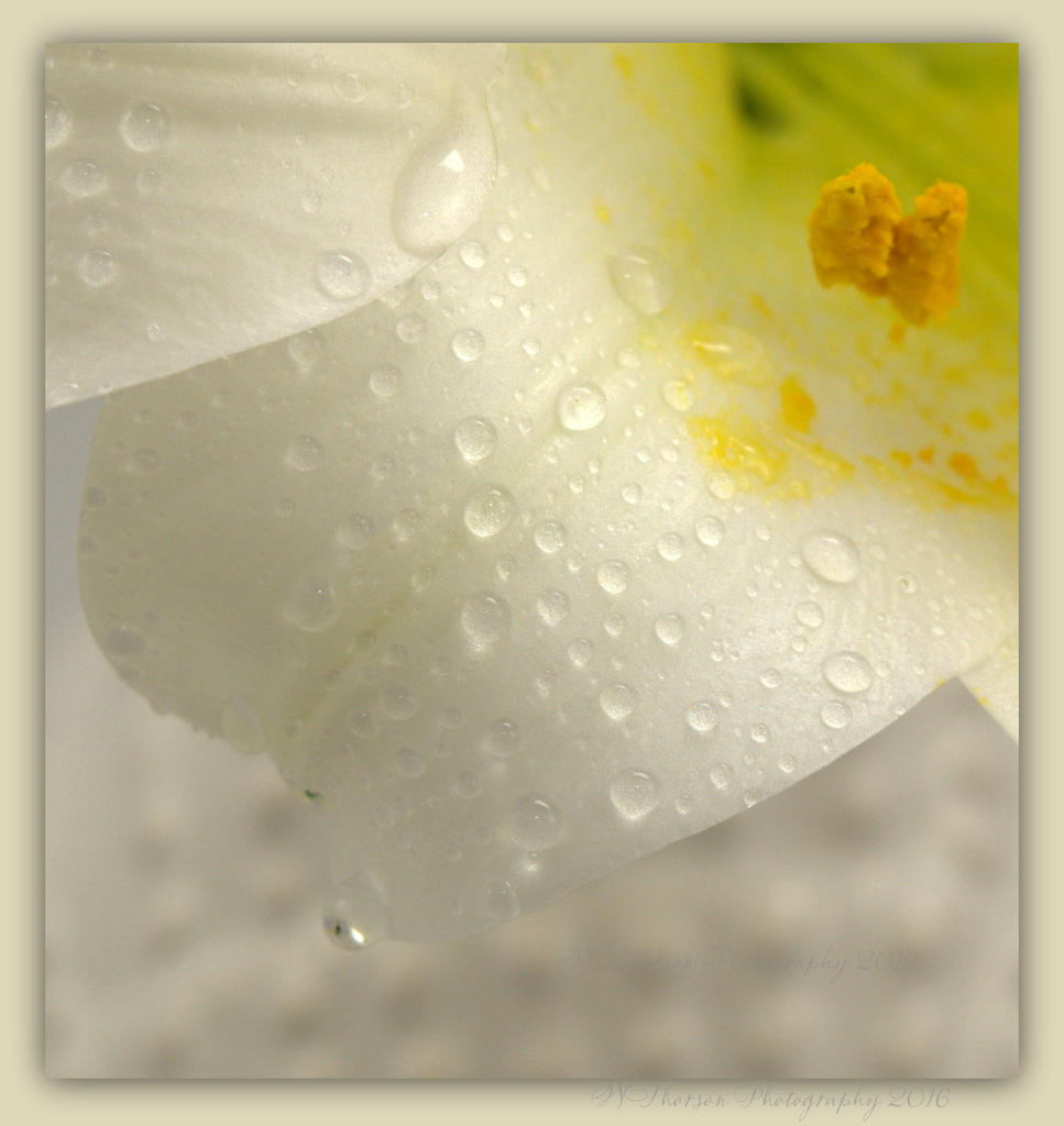 Easter Lily Close-Up #2 3-31-2016.jpg
