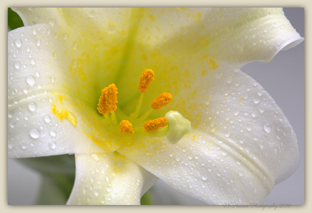 Easter Lily Close-Up 3-31-2016.jpg