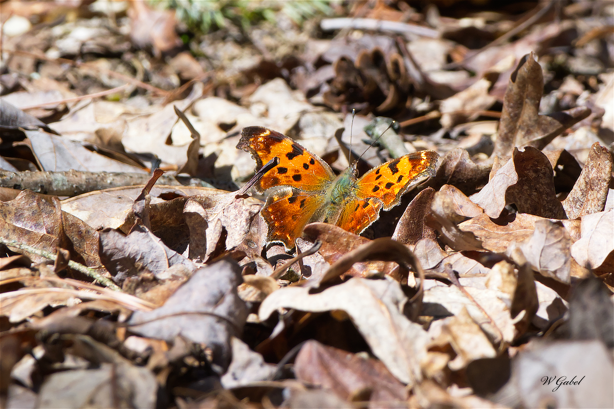 EasternComma sm.jpg