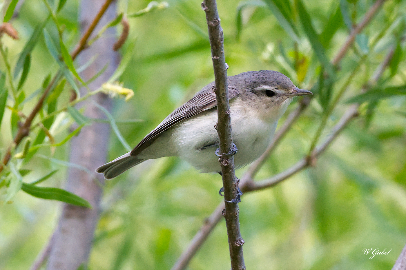 EasternWarblingVireo5357 sm.jpg