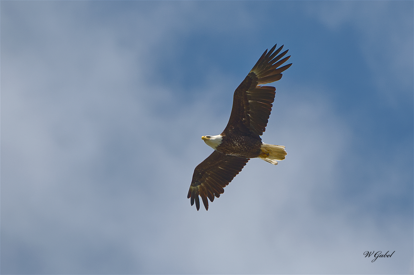 EastHarborEagle5169 sm.jpg