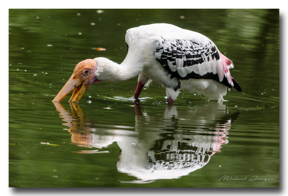 eating-zoo (5).jpg