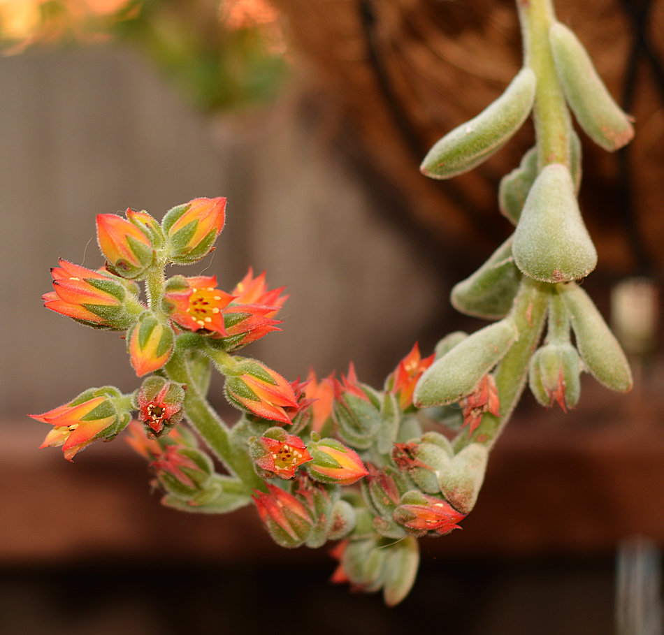 Echeveria31Dec2013.jpg