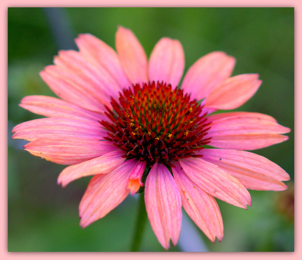 Echinacea.jpg