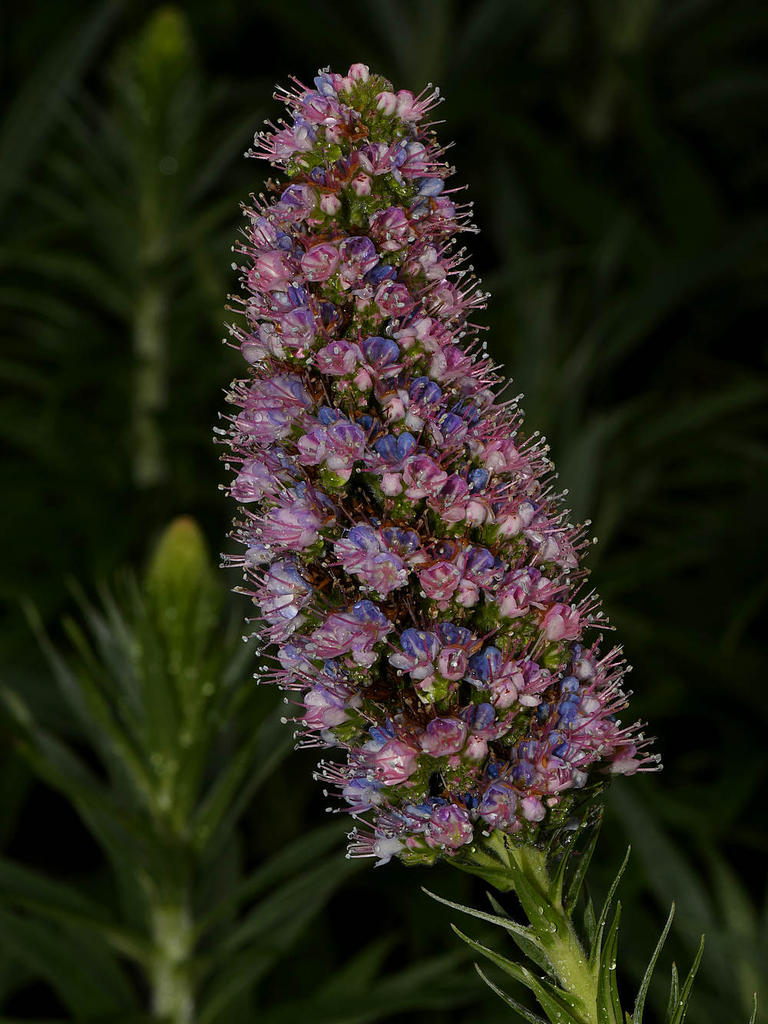 Echium.jpg