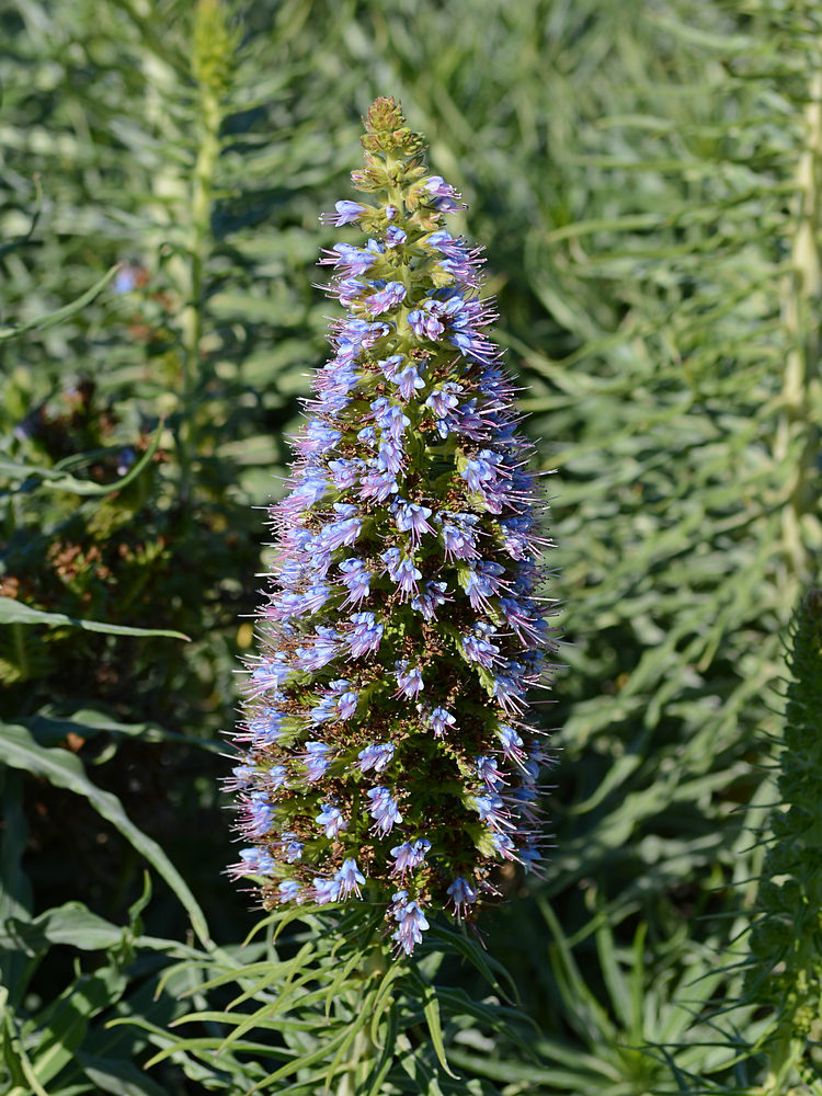 Echium.jpg