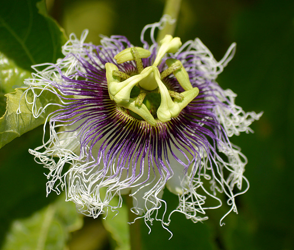 Edulis.jpg