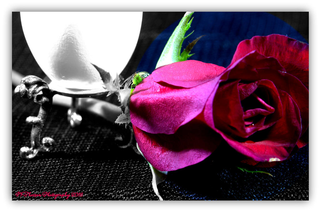 Egg and Rose 2-10-2016.jpg