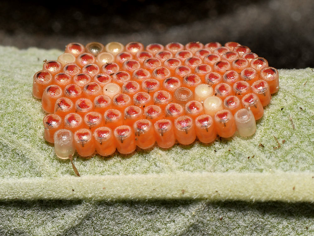 Eggs.jpg
